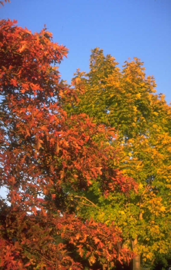 trees changing